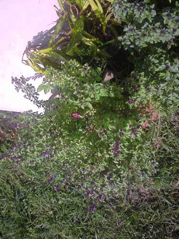ALBAHACA MORADA