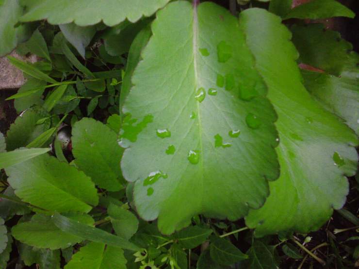 ESTA ES LA HOJA DE SIEMPRE VIVA O INMORTAL.