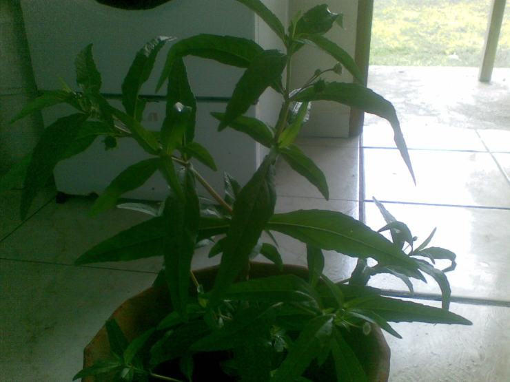 ESPANTA MUERTO O ABERYKULÓ.