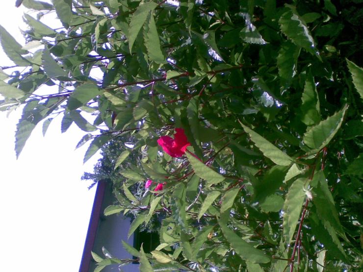 MAR PACÍFICO,EN CUBA. PAPO ROJO EN PANAMÁ.
