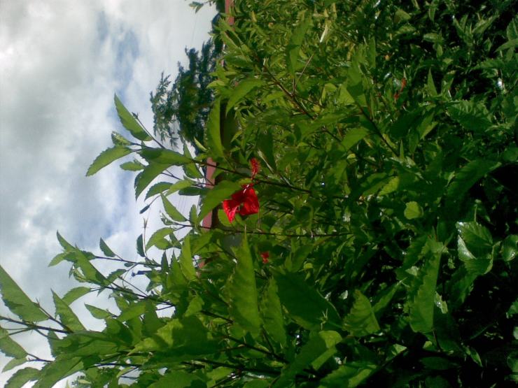 MAR PACÍFICO O PAPO.