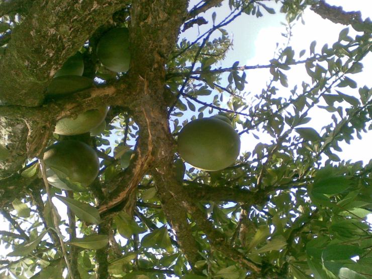 ARBOL DE CALABAZO O TOTUMO